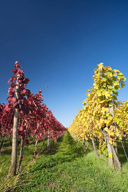 vineyard in autumn stock photo