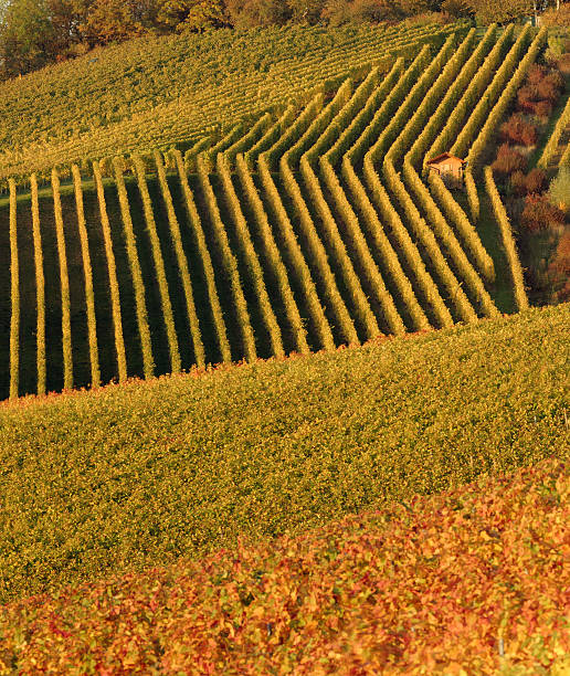 vineyard in autumn stock photo