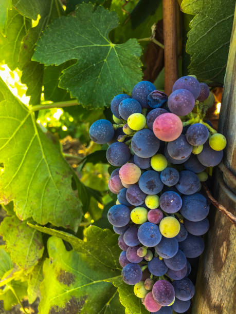 Vineyard in California stock photo