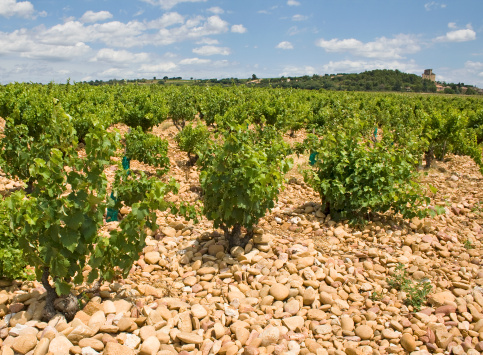 Vineyard, in Chateauneuf-du-Pape. Provence. Rhone valley. France