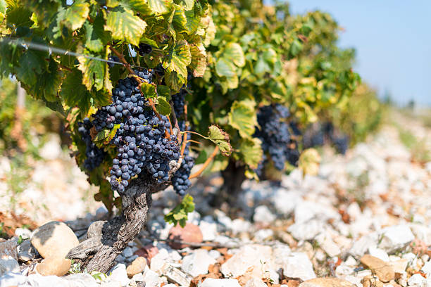 Vineyard in France stock photo