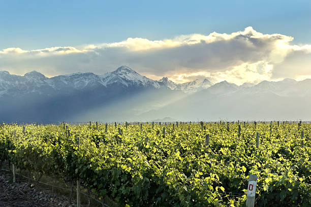 Vineyard at foot of the Andes in sunset. Mendoza, Argentina.