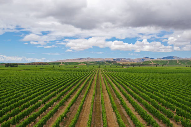 Vineyard in New Zealand. Beautiful scene with vineyard. Growing wine concept. stock photo