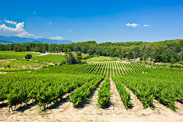 Vineyard in Provence Vineyard in Provence. french vineyard stock pictures, royalty-free photos & images
