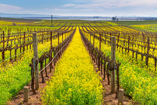 Vineyard covered in mustard plant (Napa Valley, California).