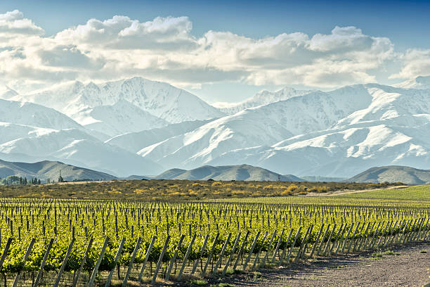 Vineyard in springtime Expanse of vineyard at foot of the snowy Andes. Uco valley, Tupungato, Mendoza, Argentina. argentina stock pictures, royalty-free photos & images