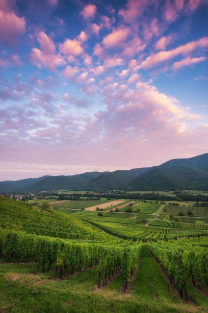 Vineyard in the valley of Munster in the Alsace, France. During sunset stock photo