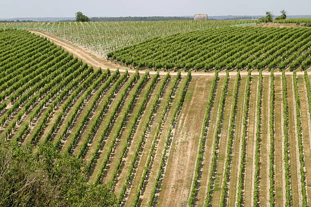 Vineyard in Val de Loire stock photo