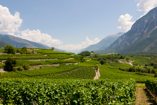 A vineyard in the Rhone valley in Wallis/Valais, Switzerland.