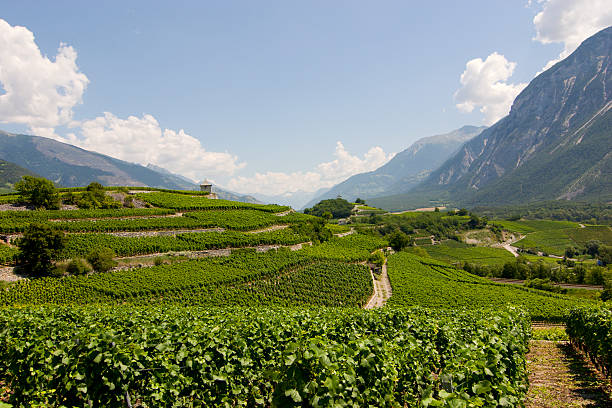 Vineyard in Wallis, Switzerland A vineyard in the Rhone valley in Wallis/Valais, Switzerland. valais canton stock pictures, royalty-free photos & images