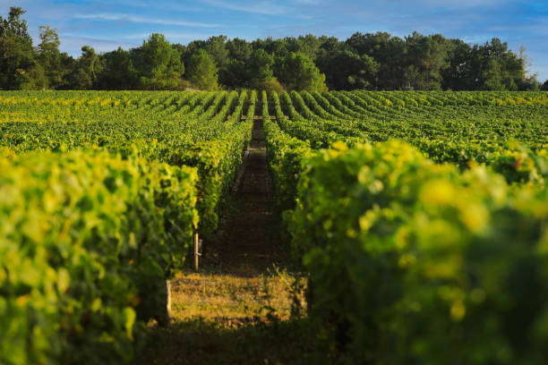 Vineyard landscape in wine region of Bordeaux stock photo