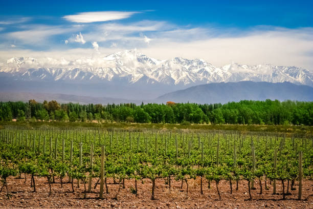 Vineyard near Mendoza Organic vineyards near Mendoza in Argentina with Andes in the background andes stock pictures, royalty-free photos & images