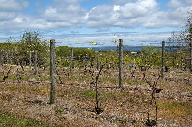 Vineyard near Traverse City in Spring stock photo