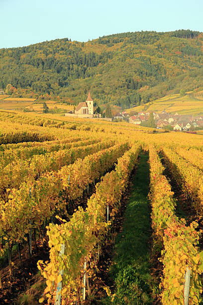 Vineyard of Alsace in Hunawihr stock photo