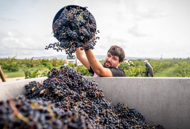 Vineyard owner filling truck of harvested red grapes stock photo