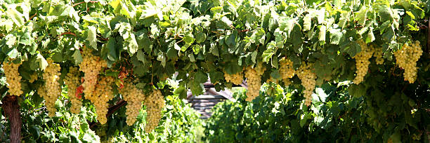 vineyard - robertson stockfoto's en -beelden