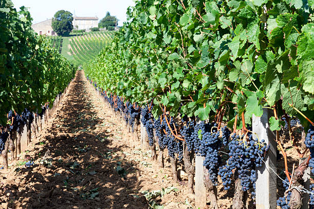 Vineyard The rolling countryside of a vineyard in bordeaux. bordeaux photos stock pictures, royalty-free photos & images