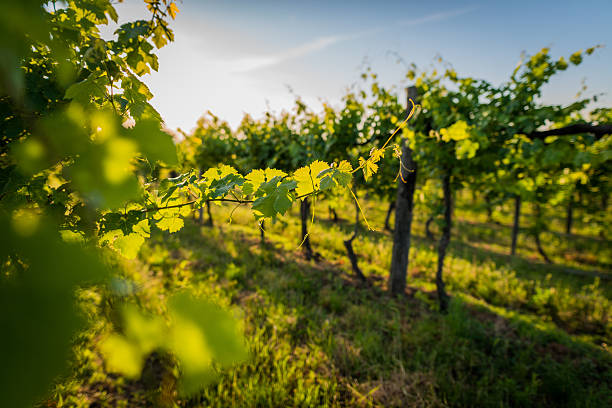Vineyard View of a grape field. vine plant stock pictures, royalty-free photos & images