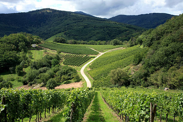 Vineyard  vosges department france stock pictures, royalty-free photos & images