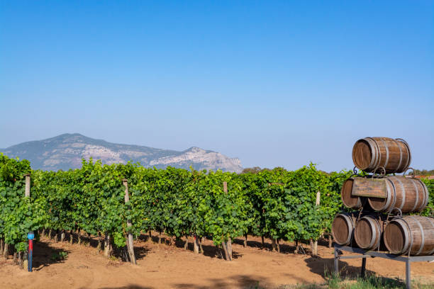 義大利拉齊奧種植紅葡萄酒葡萄的葡萄園 - lazio 個照片及圖片檔