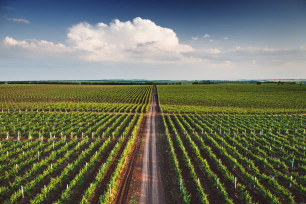 Vineyard with rows of grapes growing under a blue sky stock photo