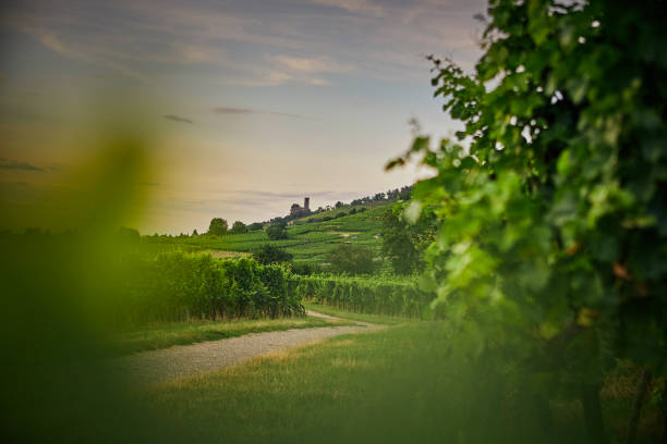 Vineyard with ruins Vineyard with ruin on the mountain odenwald stock pictures, royalty-free photos & images