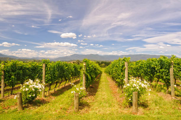 Vineyard - Yarra Glen stock photo