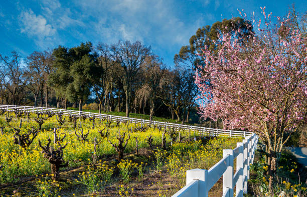 Vineyard,Mustard, Fence and Fruit Trees stock photo