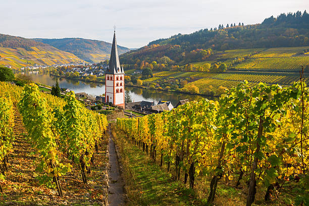 vineyards and church at Merl, Germany, in autumn stock photo