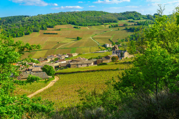 Vineyards and countryside, from the Rock of Solutre, Burgundy stock photo