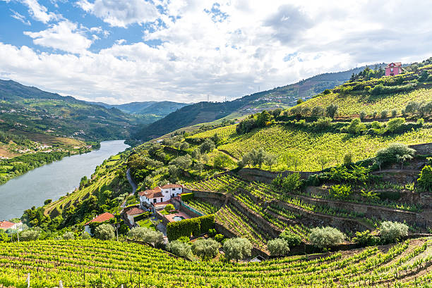 Vineyards and Landscape of the Douro river region in Portugal stock photo