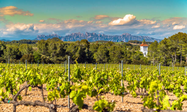 Vineyards at Penedes DO, Catalonia / Spain stock photo