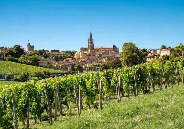 Vineyards by the town of Saint-Emilion, France The vineyards by the town of Saint-Emilion, France bordeaux photos stock pictures, royalty-free photos & images