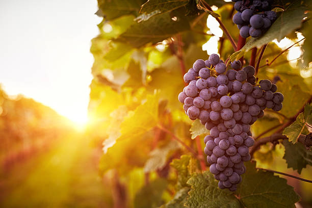 Vineyards in autumn harvest Vineyards at sunset in autumn harvest. Toned bunch photos stock pictures, royalty-free photos & images