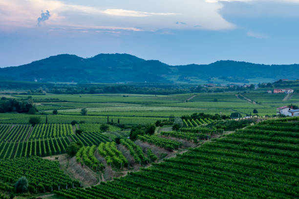 Vineyards in Goriska Brda - Slovenia's wine region stock photo