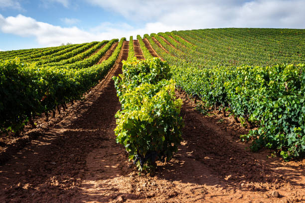 Vineyards in October, La Rioja, Spain stock photo