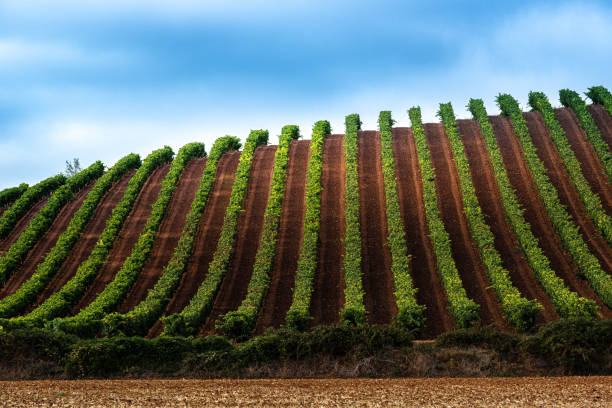 Vineyards in October, La Rioja, Spain stock photo