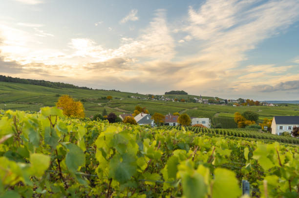 Vineyards landscape at sunset in france Vineyards landscape at sunset in france vosges department france stock pictures, royalty-free photos & images