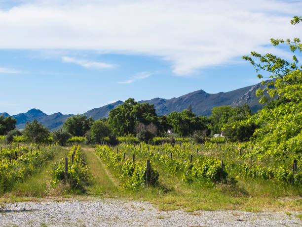 wijngaarden gelegen tussen de bergen van zuid-afrika - robertson stockfoto's en -beelden