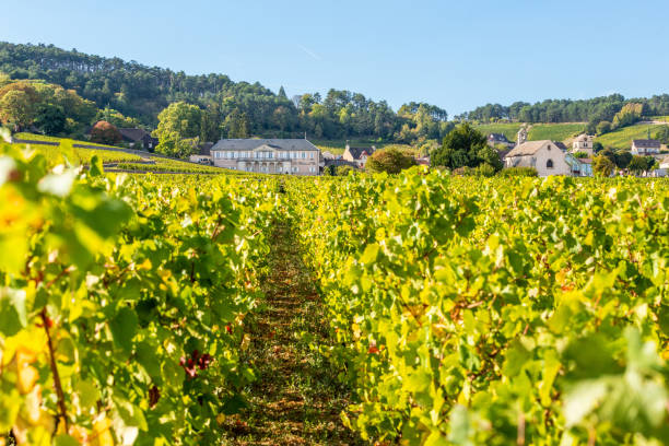 Vineyards of Volnay, in Burgundy region, France stock photo