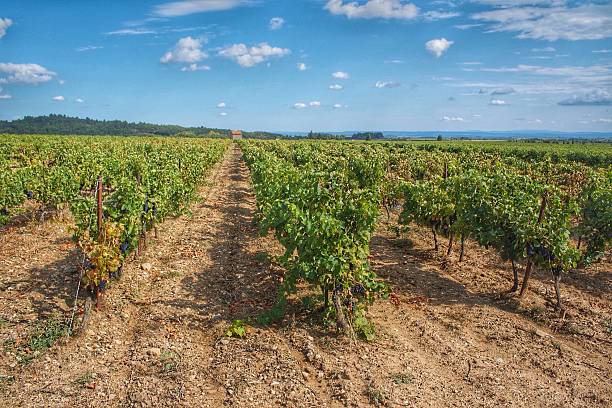 Vineyards Stretching into the distance stock photo