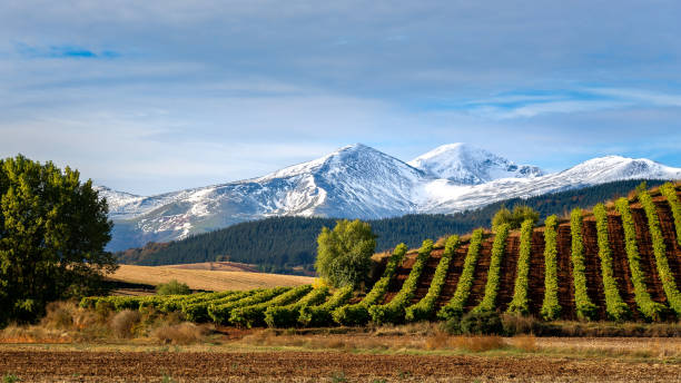 Vineyards with San Lorenzo mountain as background, La Rioja, Spain stock photo
