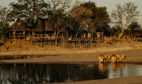 Two male lions drink from a waterhole in front of a vintage safari camp on the Savuti Channel, Botswana