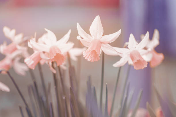 Vintage Style Daffodils, soft focus background, copy space, pastel muted colors with copy space stock photo