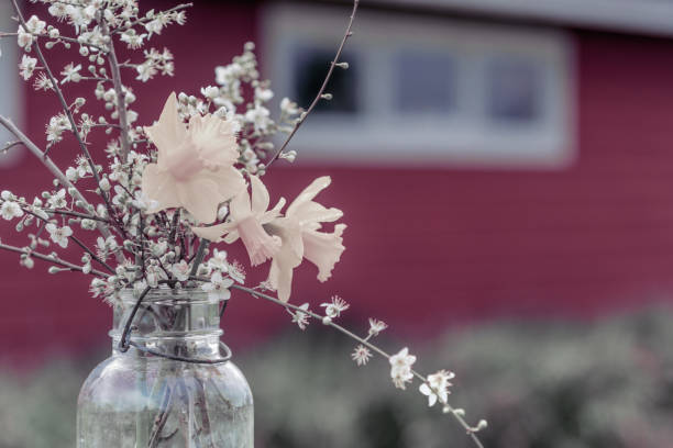Vintage Style Flowers in Mason Jar, soft focus background with red barn, copy space, pastel muted colors, daffodils and apple blossoms stock photo