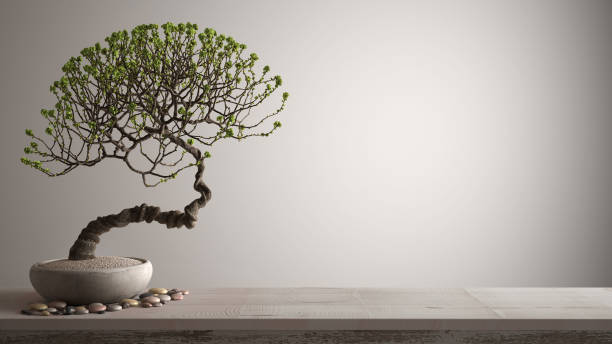 Vintage wooden table shelf with pebble and potted bloom bonsai, green flowers, white background with copy space, zen concept interior design stock photo