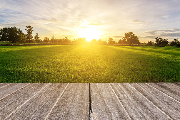Vintage wooden texture with rice field in the morning. stock photo