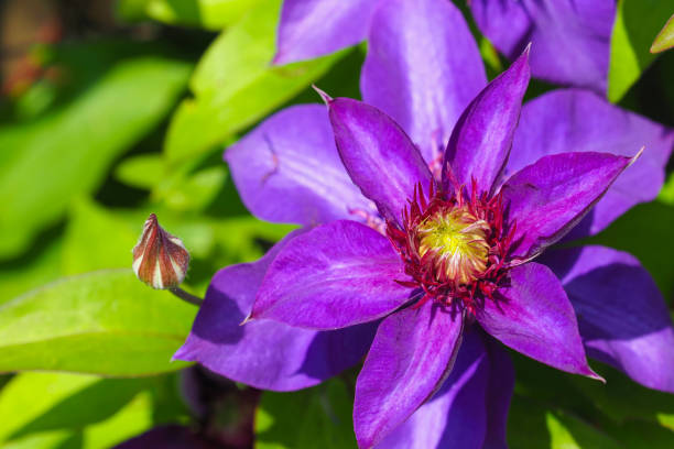 Violet clematis flowers in garden. Clematis viticella Royal, macro Violet clematis flowers in garden. Clematis viticella Royal, macro clematis stock pictures, royalty-free photos & images