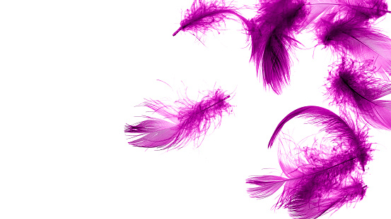violet duck feathers on a white isolated background
