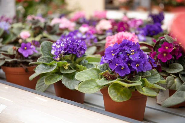 Violet flower in a flower pot. Beautiful flower shop Violet flower in a flower pot. Beautiful flower shop african violet photos stock pictures, royalty-free photos & images